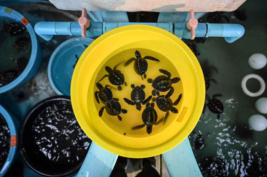 Sarang penyu lekang juga terlihat -- pertama kali dalam dua dekade. Spesies lain yang hidup di perairan hangat di sekitar Thailand termasuk penyu belimbing, penyu sisik, penyu hijau dan penyu tempayan.
