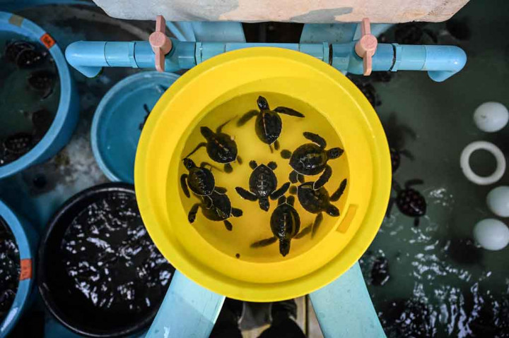 Sarang penyu lekang juga terlihat -- pertama kali dalam dua dekade. Spesies lain yang hidup di perairan hangat di sekitar Thailand termasuk penyu belimbing, penyu sisik, penyu hijau dan penyu tempayan.