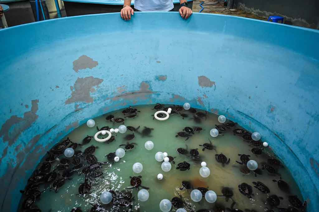 Tetapi ketika Thailand secara tentatif mulai membuka kembali pintunya untuk turis internasional yang divaksinasi sepenuhnya, para ilmuwan telah meredam optimisme mereka. “Pandemi ini mungkin menawarkan istirahat selamat datang bagi penyu,” kata Thon Thamrongnawasawat dari Universitas Kasetsart di Bangkok.