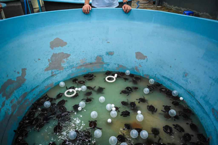 Tetapi ketika Thailand secara tentatif mulai membuka kembali pintunya untuk turis internasional yang divaksinasi sepenuhnya, para ilmuwan telah meredam optimisme mereka. “Pandemi ini mungkin menawarkan istirahat selamat datang bagi penyu,” kata Thon Thamrongnawasawat dari Universitas Kasetsart di Bangkok.