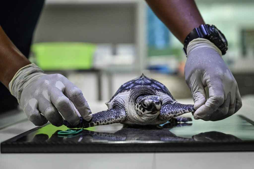 Di Thailand -- seperti di banyak negara lain -- masa depan hewan laut terancam oleh pemanasan global, yang merusak terumbu karang dan meningkatkan suhu perairan.