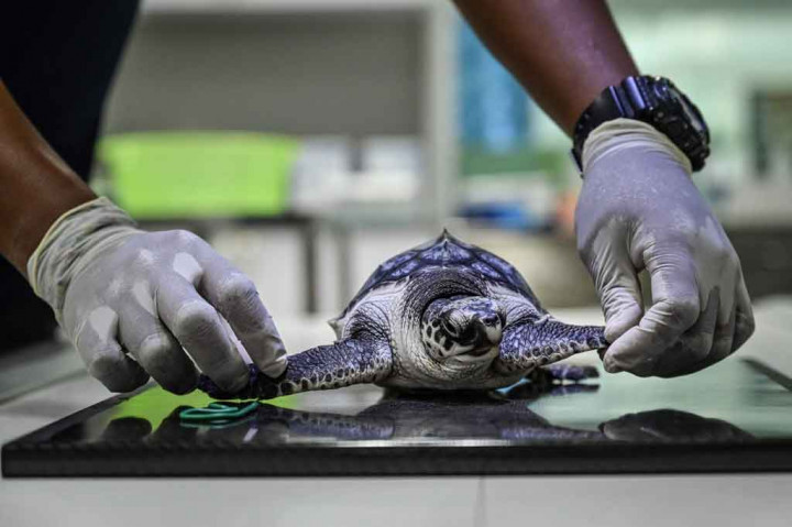 Di Thailand -- seperti di banyak negara lain -- masa depan hewan laut terancam oleh pemanasan global, yang merusak terumbu karang dan meningkatkan suhu perairan.