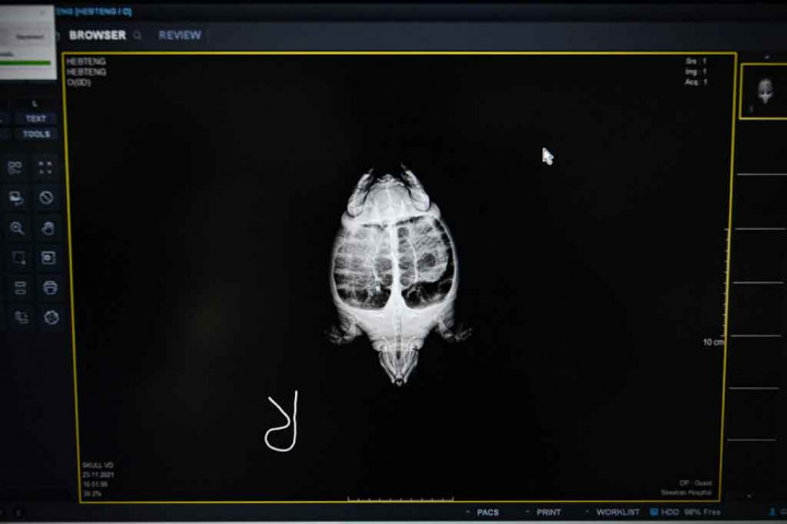 Kondisi yang lebih panas pada gilirannya dapat mengganggu populasi spesies penyu: penelitian telah menunjukkan bahwa pasir yang lebih hangat di mana mereka bersarang menyebabkan lebih banyak tukik betina dibandingkan dengan jantan. 