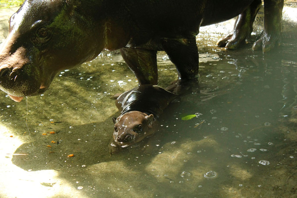 Taman Safari Bali (Bali Safari Park) di Kabupaten Gianyar, Bali, mencatat kelahiran bayi-bayi satwa menjelang akhir tahun 2021 sebagai momentum yang menggembirakan di tengah pandemi covid-19. Foto: Dok Bali Safari Park