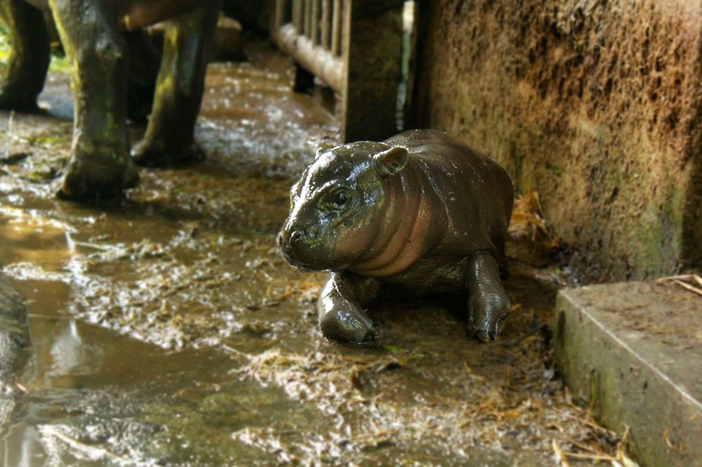 Pada penghujung tahun 2021, bayi satwa yang lahir di antaranya dua ekor striped hyena jantan pada Jumat, 29 Oktober 2021, satu ekor Pygmy hippo betina pada Minggu, 21 November 2021, serta satu ekor zebra chapman betina pada Senin, 22 November 2021. Foto: Dok Bali Safari Parkb
