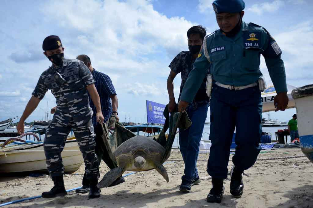 Prajurit TNI AL mengangkat penyu hijau (Chelonia mydas) saat konferensi pers terkait penggagalan upaya penyelundupan penyu di Pantai Serangan, Denpasar, Bali, Jumat, 31 Denpasar 2021.