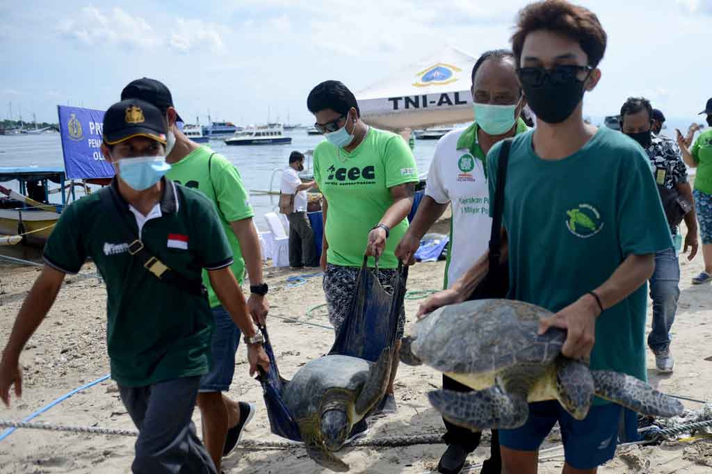 Tim Patroli Pangkalan TNI AL (Lanal) Denpasar berhasil menggagalkan upaya penangkapan dan penyelundupan 32 ekor penyu hijau berukuran besar dan sedang serta meringkus 21 anak buah kapal di perairan selatan Bali pada Kamis, 30 Desember 2021. Turut diamankan tiga jukung dan satu ekor penyu yang sudah dipotong.