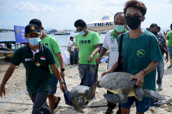 Tim Patroli Pangkalan TNI AL (Lanal) Denpasar berhasil menggagalkan upaya penangkapan dan penyelundupan 32 ekor penyu hijau berukuran besar dan sedang serta meringkus 21 anak buah kapal di perairan selatan Bali pada Kamis, 30 Desember 2021. Turut diamankan tiga jukung dan satu ekor penyu yang sudah dipotong.