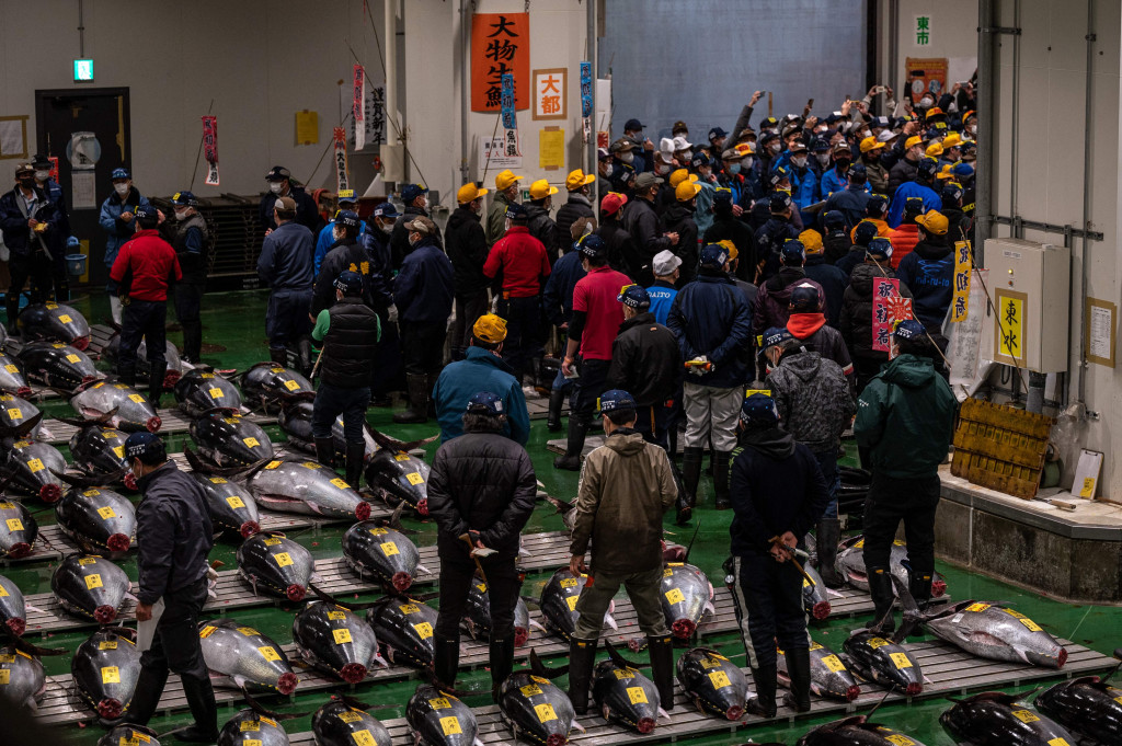 Pedagang grosir memeriksa tuna sirip biru selama pelelangan tuna Tahun Baru di pasar ikan Toyosu di Tokyo, Jepang, Rabu, 5 Januari 2022. 