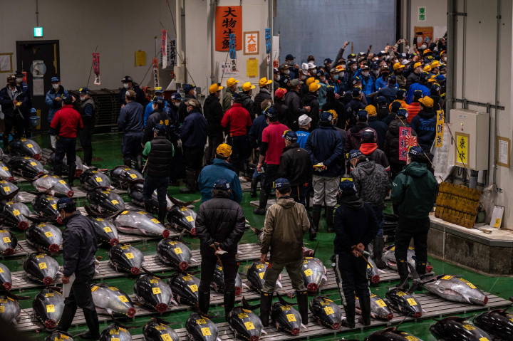 Pedagang grosir memeriksa tuna sirip biru selama pelelangan tuna Tahun Baru di pasar ikan Toyosu di Tokyo, Jepang, Rabu, 5 Januari 2022. 