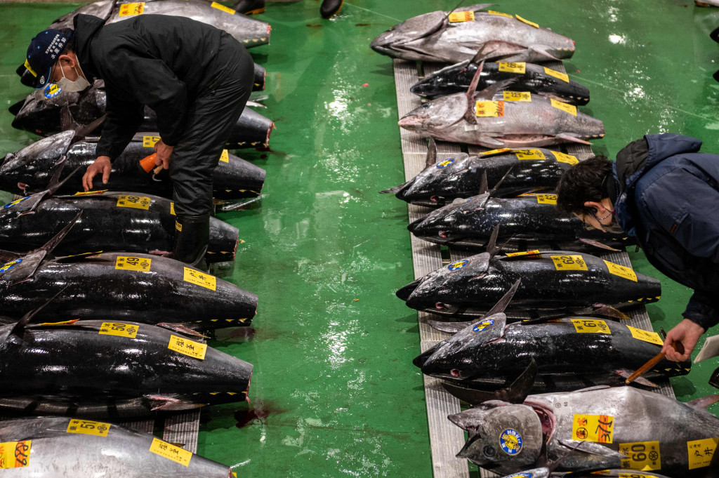Tuna sirip biru dalam barisan saat pedagang grosir berpartisipasi dalam lelang tuna Tahun Baru di pasar ikan Toyosu di Tokyo, Rabu, 5 Januari 2022.