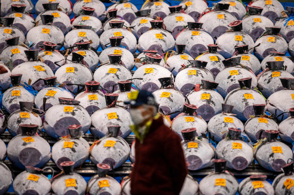 Lelang ikan tuna ini sudah menjadi tradisi tahun baru di Tokyo. 