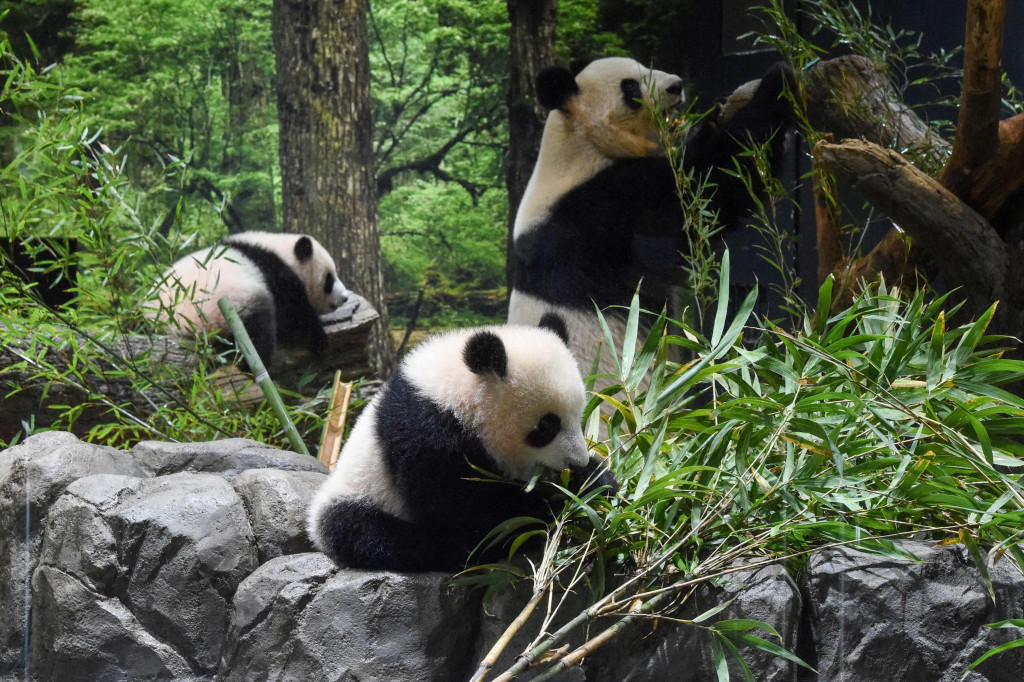 Panda kembar raksasa, Xiao Xiao dan Lei Lei, yang lahir di Taman Zoologi Ueno Tokyo tahun lalu membuat debut publik mereka pada Rabu, 12 Januari 2022.