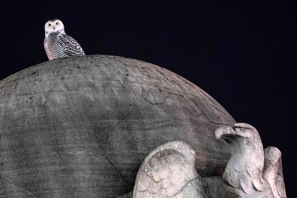 Seekor burung hantu langka terlihat beberapa kali selama seminggu terakhir di Washington DC, Amerika Serikat. Burung itu terlihat bertengger di beberapa monumen kota yang populer.