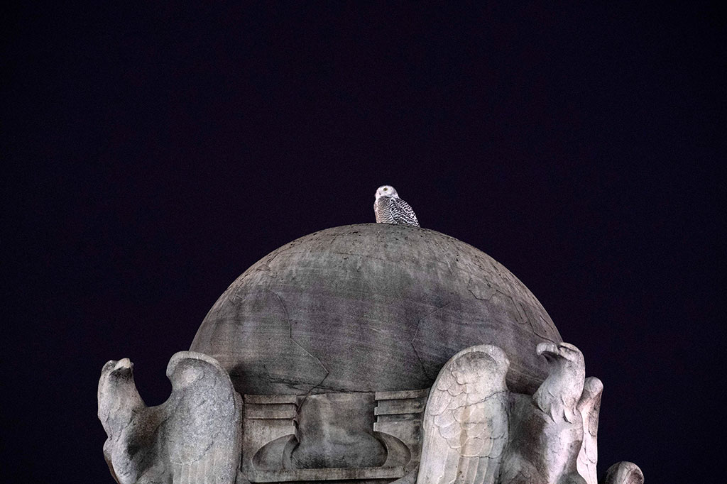 Burung hantu salju tersebut tampaknya telah terbang di sekitar ibu kota negara itu sejak 3 Januari. Burung hantu kecil itu telah terlihat di beberapa tempat seperti Stasiun Union, Museum Pos Nasional, dan Markas Besar Polisi Ibu Kota.