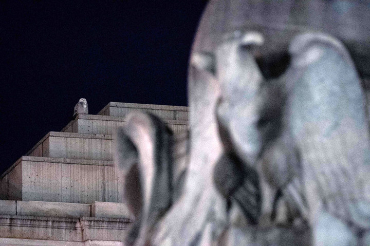 Foto: Burung Hantu Langka Muncul di Washington DC