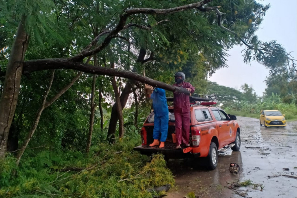 Para relawan kebencanaan dan warga hingga Minggu siang juga masih membersihkan sejumlah pohon yang menggu akses jalan di Ngadirojo. Angin kencang selain merusak rumah, menumbangkan puluhan pohon.