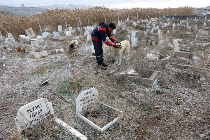 Potret Pemakaman Hewan Peliharaan di Ankara