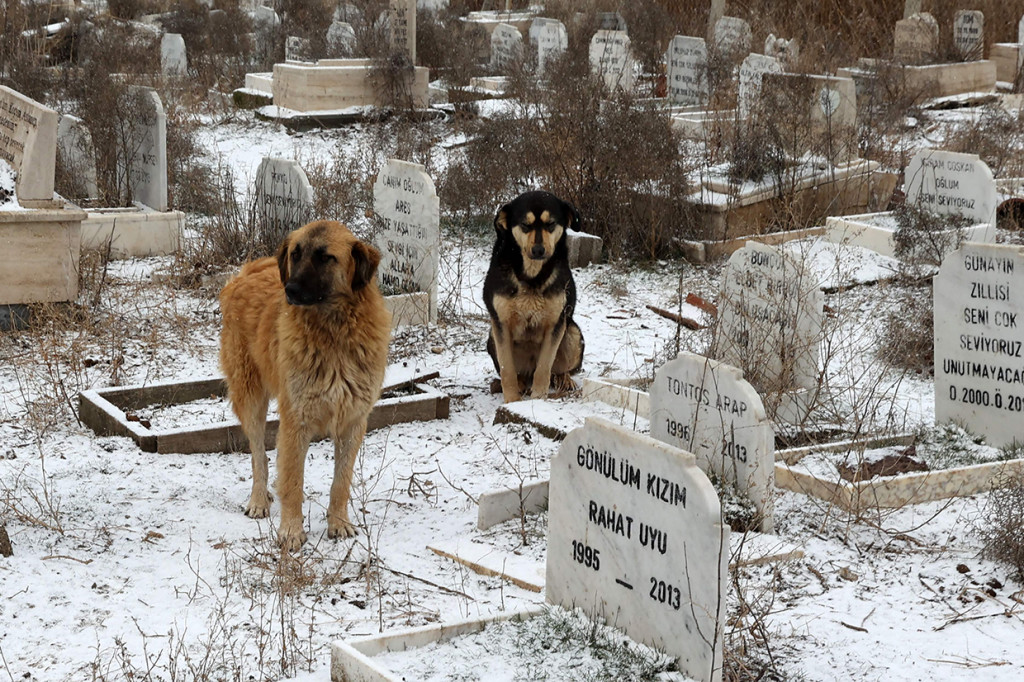 Anjing berdiri dekat kuburan di Pemakaman untuk tempat hewan peliharaan dimakamkan di Ankara, Turki.
