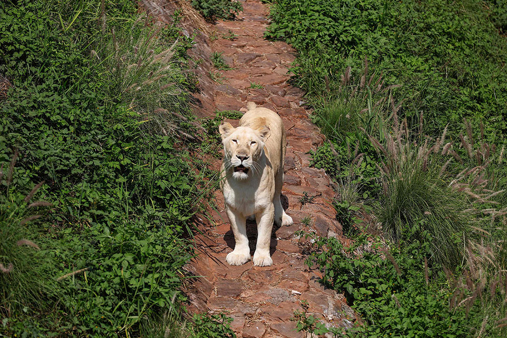 Seekor singa mengaum di dalam kandangnya di National Zoological Gardens of South Africa, Pretoria, Afrika Selatan, Rabu, 19 Januari 2022 waktu setempat. 