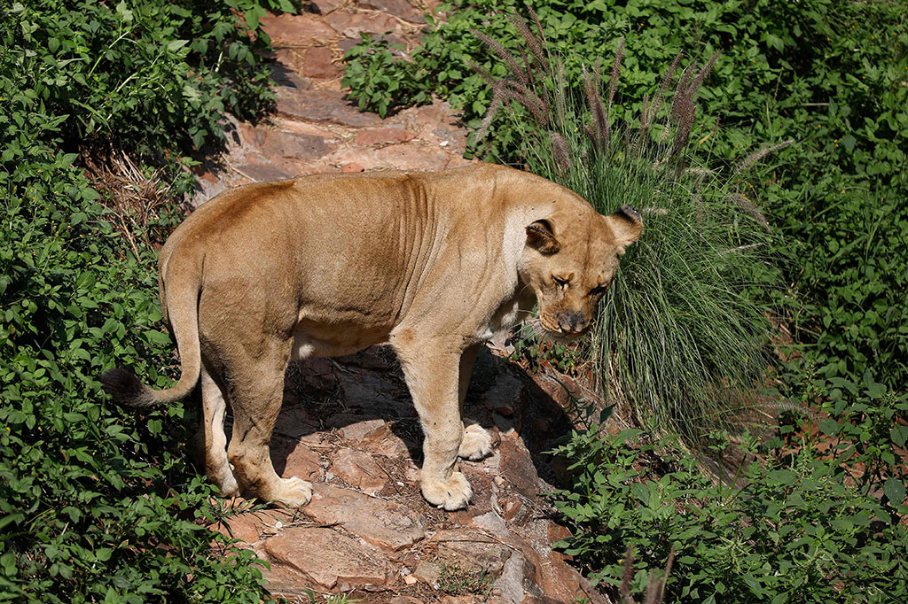 Penelitian yang dipimpin oleh para ilmuwan di Universitas Pretoria, Afrika Selatan menemukan tiga singa dan dua puma jatuh sakit dengan virus corona (covid-19).  