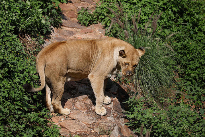 Penelitian yang dipimpin oleh para ilmuwan di Universitas Pretoria, Afrika Selatan menemukan tiga singa dan dua puma jatuh sakit dengan virus corona (covid-19).  