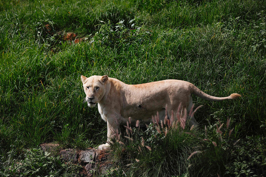 Peneliti dari Universitas Pretoria mulai menyelidiki kedua jenis hewan tersebut di salah satu kebun bintang swasta di Johannesburg setelah sejumlah singa mengalami masalah pernapasan, pilek, dan batuk kering.