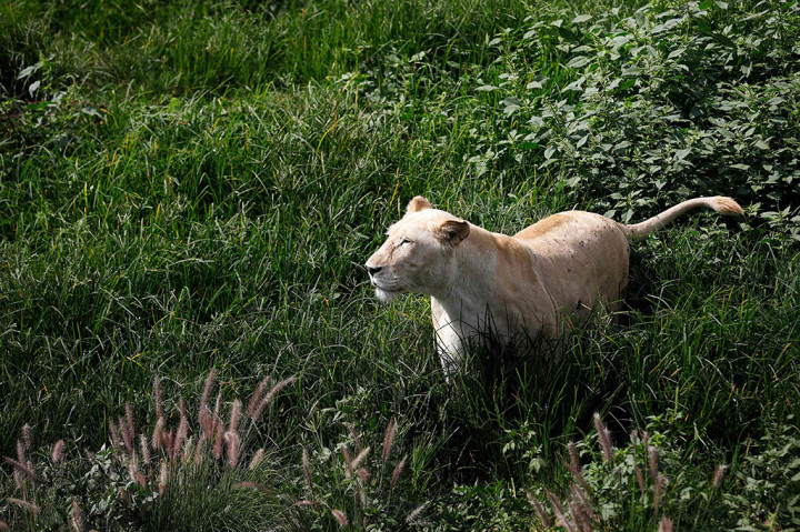Mereka menemukan bahwa covid-19 ditularkan dari penjaga kebun binatang, yang beberapa di antaranya tidak bergejala.