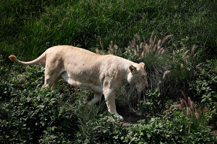 Studi bernama SARS-CoV-2 Reverse Zoonoses to Pumas and Lions, South Africa itu juga mengungkapkan bahwa ketiga singa terinfeksi varian Delta, sedangkan salah satu puma terinfeksi selama gelombang pertama pandemi, namun tidak dianalisis secara genetik.