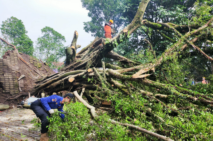 Proses Evakuasi Pohon Beringin Tua yang Tumbang di Tasikmalaya