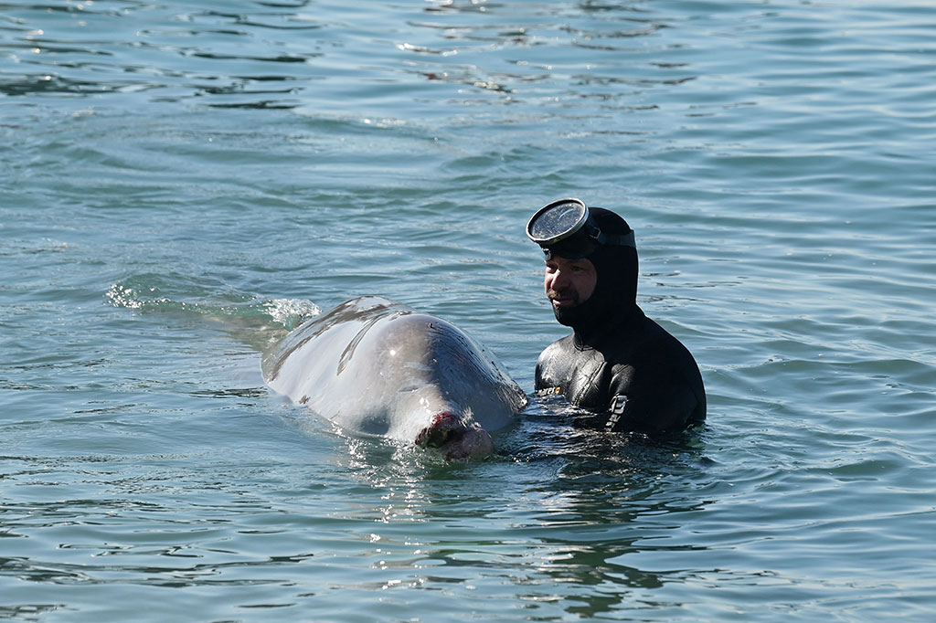 Seorang ahli dari ARION cetacean center tengah berusaha menyelamatkan seekor paus kecil, yang tampaknya lemah dan terluka, yang terdampar di pantai di pinggiran ibu kota Yunani, Athena, Jumat, 28 Januari 2022.
