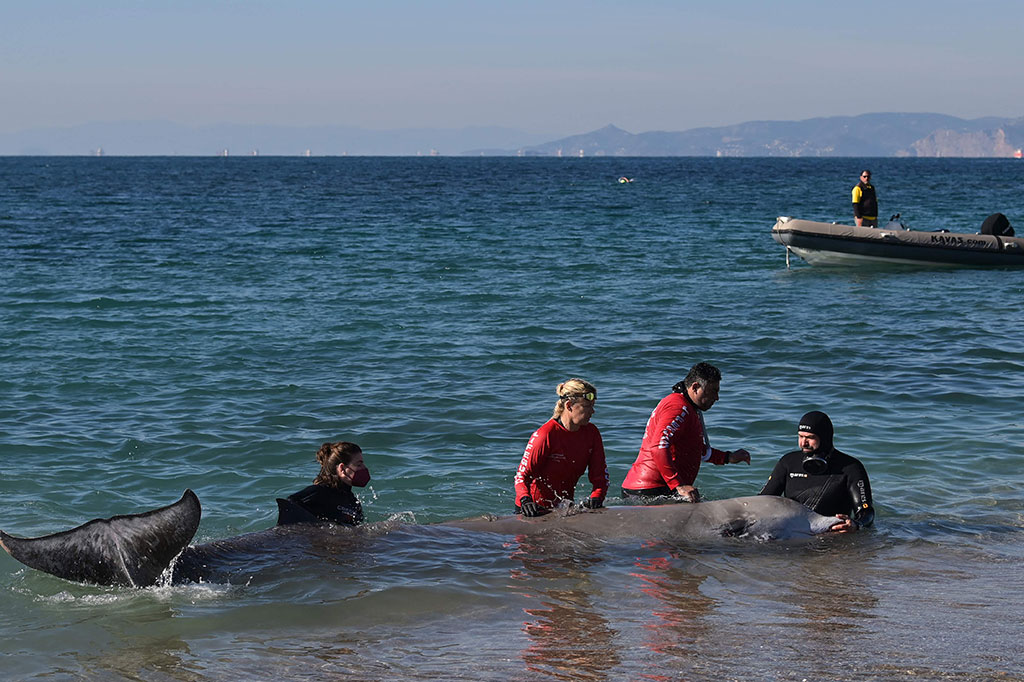 TV pemerintah ERT menunjukkan seorang dokter hewan mengambil sampel darah dari mamalia yang terombang-ambing di perairan setinggi pinggang di lepas pantai Trocadero di pinggiran pantai Palio Faliro, dengan lemah menggerakkan ekornya. Penjaga pantai berjaga-jaga dari sebuah sampan di dekatnya.