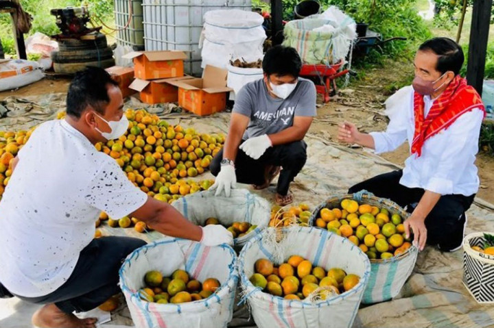Kepala Negara memandang kawasan pertanian jeruk di Kabupaten Karo memiliki potensi yang sangat besar. Namun, masih perlu perbaikan pada sejumlah aspek, mulai dari struktur biaya hingga penjenamaan atau branding.