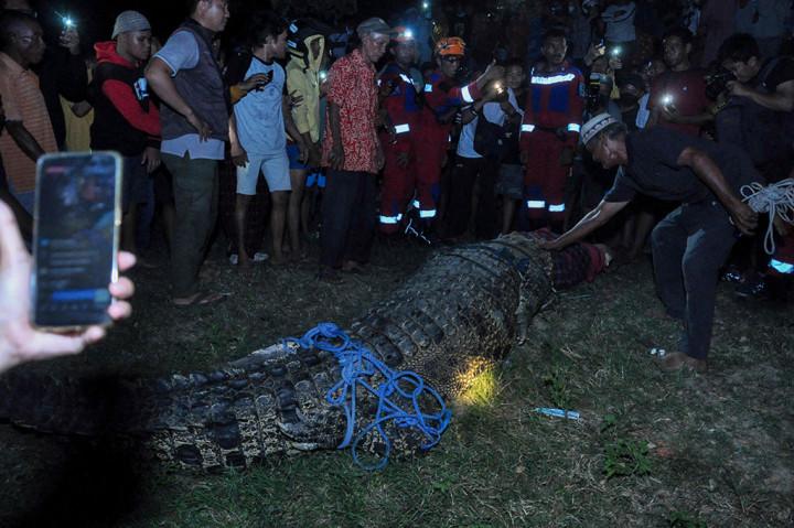 Upaya penangkapan buaya berkalung ban di Sungai Palu, Sulawesi Tengah yang telah dilakukan sekitar lima tahun terakhir akhirnya membuahkan hasil. Seorang pria bernama Hili, 35, warga Kota Palu, Sulawesi Tengah berhasil mengevakuasi buaya tersebut, Senin, 7 Februari 2022 malam.