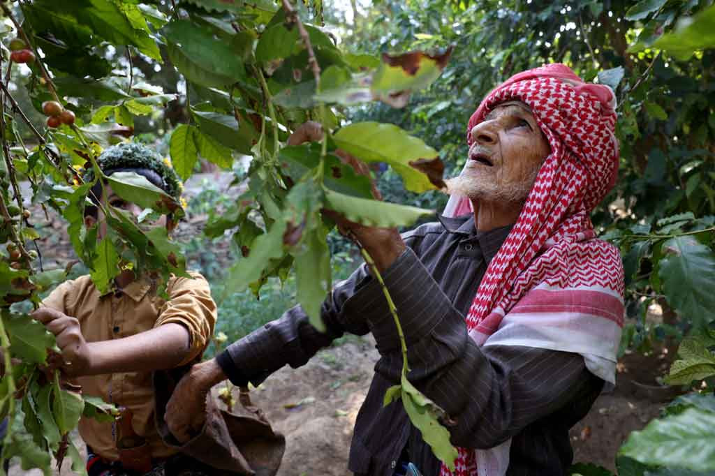 Bagi Farah al-Malki, menanam pohon kopi di wilayah barat daya Arab Saudi, Jizan lebih dari sekadar profesi. Itu adalah tradisi keluarga yang diturunkan dari generasi ke generasi.