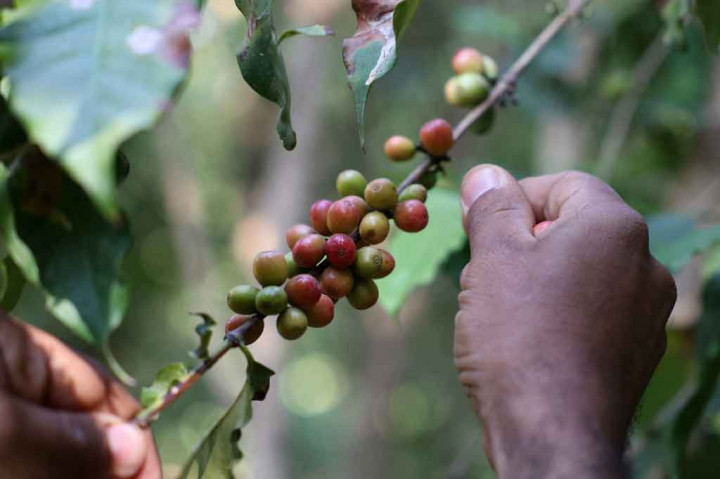Jizan dikenal dengan biji kopi Khawlani merahnya, sering dicampur dengan kapulaga dan kunyit untuk memberikan rona kopi kekuningan - secara lokal dikenal sebagai ghawa - dan rasa yang sangat berbeda dari cairan hitam pahit yang diminum di tempat lain di Timur Tengah dan di Barat.