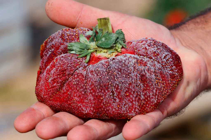 Setelah menunggu selama setahun, seorang petani Israel berhasil memecahkan rekor dunia Guinness dengan memanen sebuah stroberi raksasa.