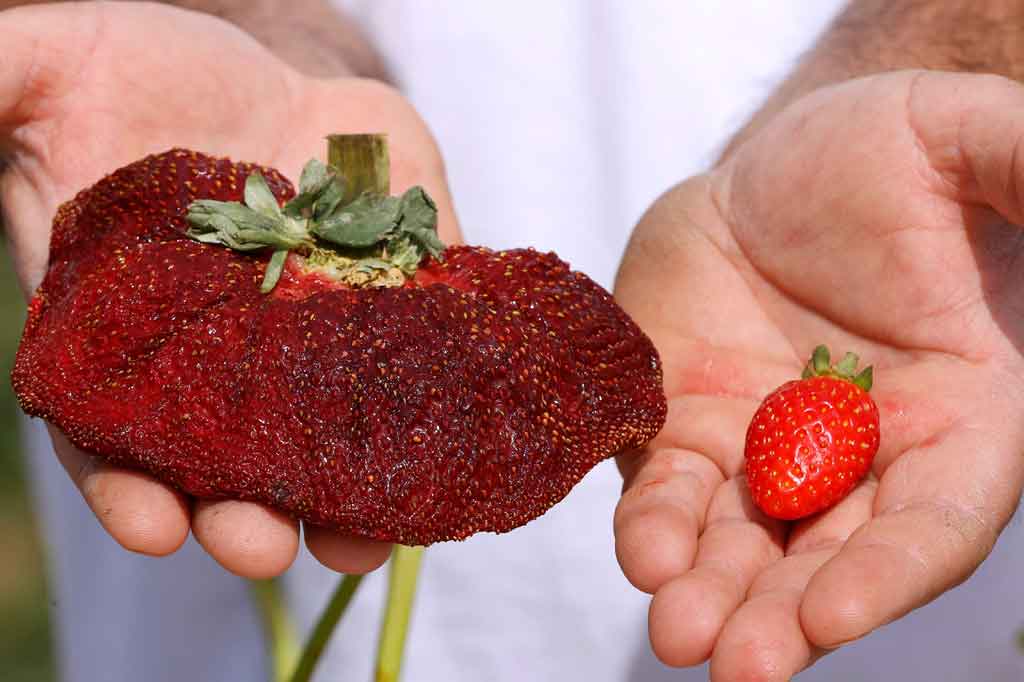 Dengan berat 289 gram (10,19 ons, lebih dari setengah pon), beri varietas lokal tersebut dinyatakan sebagai yang terberat di dunia oleh Guinness World Records.  Stroberi tersebut memiliki panjang 18 cm dan lingkara 34 cm.
