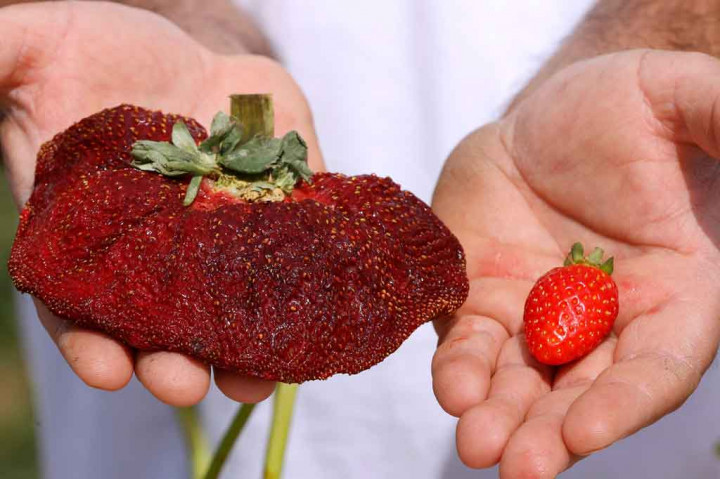 Dengan berat 289 gram (10,19 ons, lebih dari setengah pon), beri varietas lokal tersebut dinyatakan sebagai yang terberat di dunia oleh Guinness World Records.  Stroberi tersebut memiliki panjang 18 cm dan lingkara 34 cm.