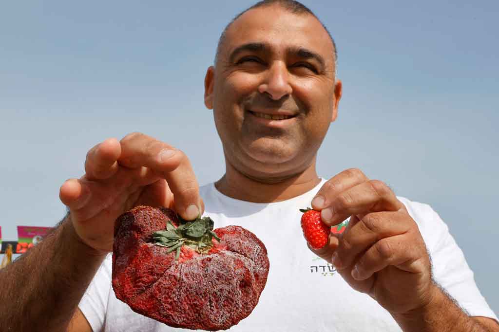 Stroberi tersebut dipetik di pertanian keluarga Chahi Ariel, dekat kota Netanya di Israel tengah pada awal Februari 2021. Tapi baru minggu ini, Guinness menegaskannya sebagai rekor terberat.