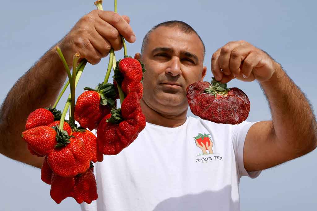 Ariel berharap dia menjadi pemenang ketika melihat seberapa besar buah itu tumbuh di pertanian keluarganya tahun lalu. Dia telah menunggu konfirmasi bahwa itu adalah rekor sambil menyimpan stroberi raksasa di dalam freezer sebagai bukti. “Kami menunggu selama satu tahun untuk hasilnya,” kata Ariel sambil menunjukkan sertifikatnya di laptop. “Kami menyimpannya di freezer selama satu tahun. Tidak lagi cantik seperti dulu.”