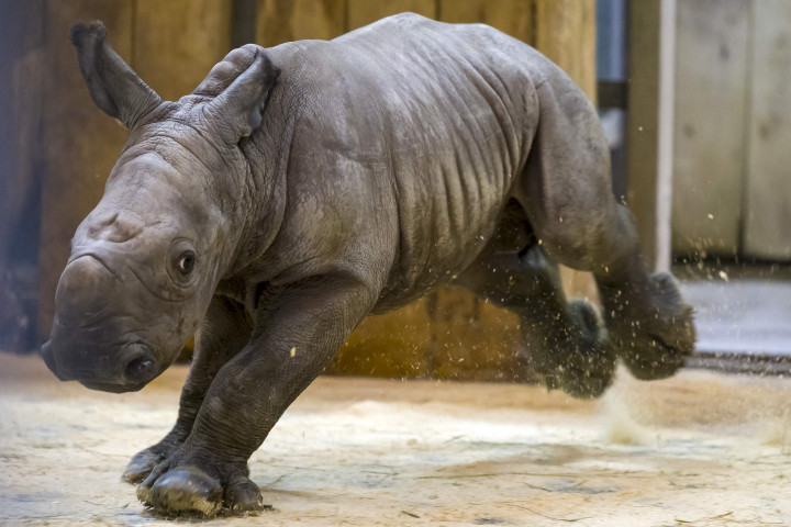 Ini merupakan badak putih kelahiran ketiga yang lahir dalam empat bulan terakhir di kebun binatang tersebut.