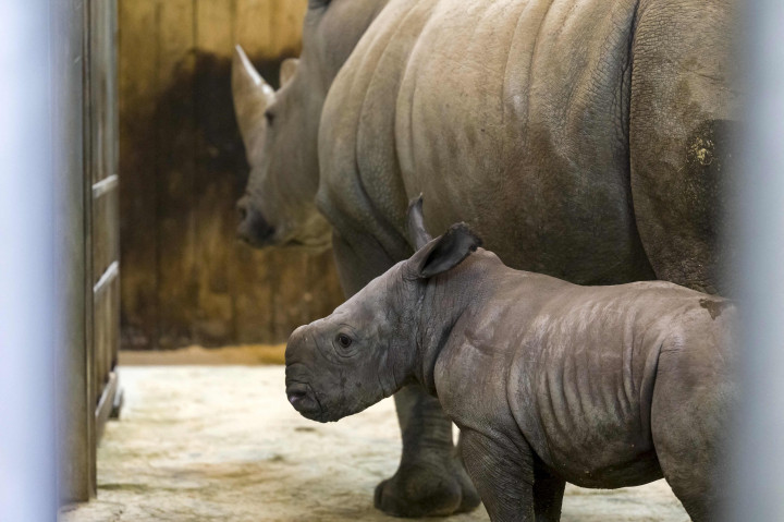 Bayi badak jantan yang lahir pada 18 Februari 2022 di taman zoologi Amneville, di Amneville, Prancis timur.