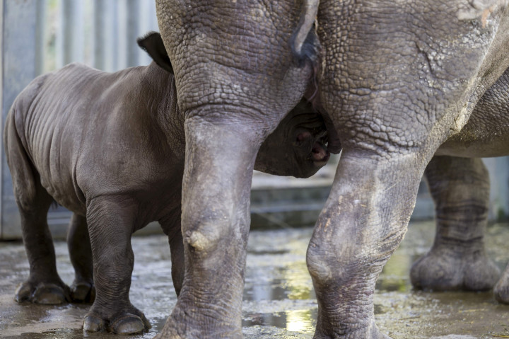 Bayi badak jantan menyusu ke induknya Hekaw di kandang mereka di taman zoologi Amneville, di Amneville, Prancis timur, 25 Februari 2022.