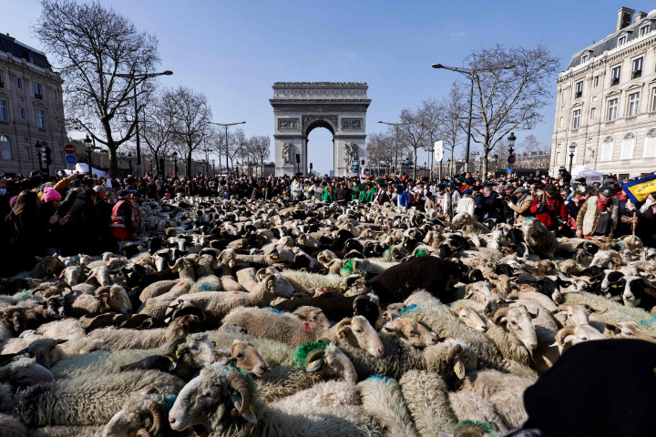 Sebanyak ekor domba memenuhi kawasan Champs Elysees Avenue di Paris, Prancis, Minggu, 6 Maret 2022.