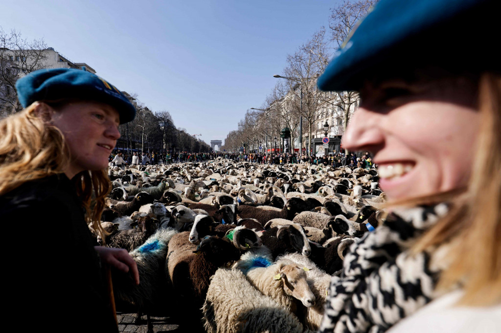 Dalam pameran tersebut, hewan ternak didatangkan dari sejumlah area Prancis untuk ditampilkan di Champs Elysees Avenue, Paris.  