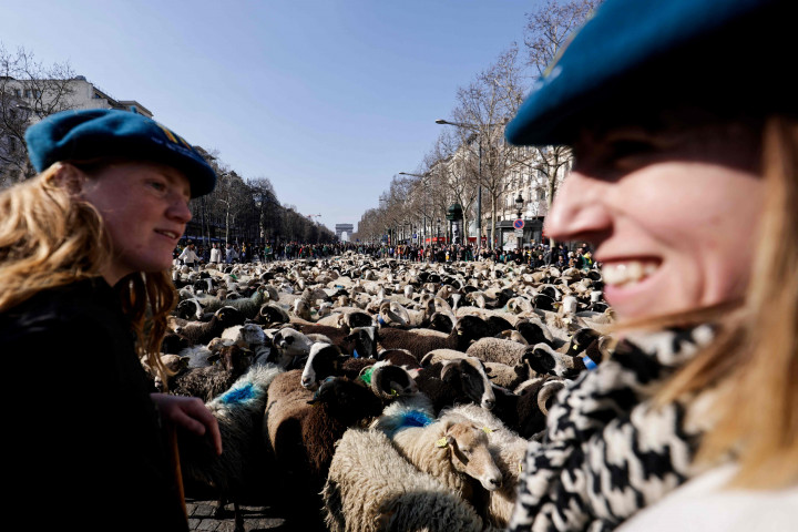 Dalam pameran tersebut, hewan ternak didatangkan dari sejumlah area Prancis untuk ditampilkan di Champs Elysees Avenue, Paris.  