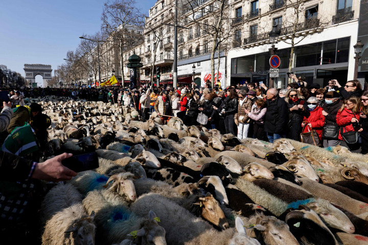 Kehadiran hewan ternak ini pun menarik perhatian warga sekitar.