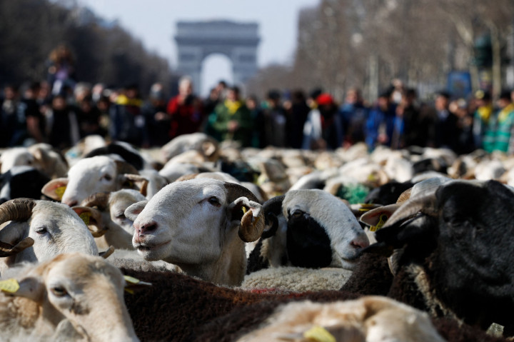 Tak sedikit masyarakat yang penasaran ingin melihat domba maupun hewan ternak lainnya di Champs Elysees Avenue. 