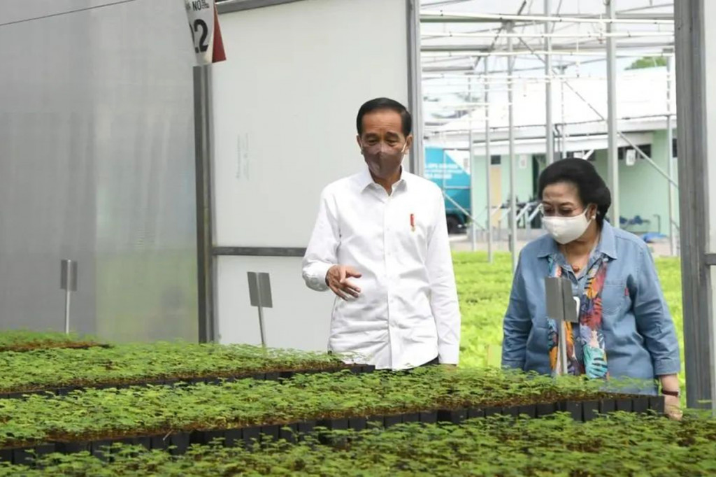 Jokowi dan Megawati juga terlihat berjalan memantau persemaian.